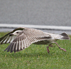 2cy argentatus in May, ringed in Denmark. (64659 bytes)